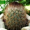 Parodia _stuemeri_ 01